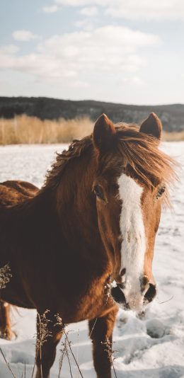 [2436x1125]马 雪地 头部 马匹 苹果手机壁纸图片