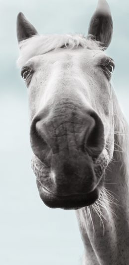 [2436x1125]马 驹 大头照 特写 苹果手机壁纸图片