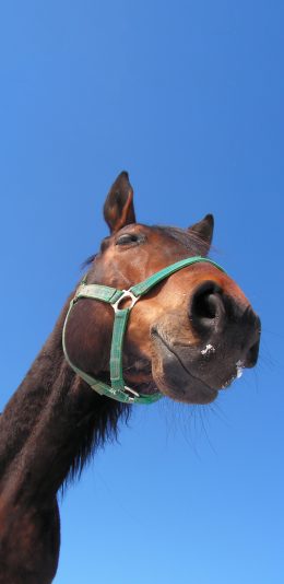 [2436x1125]马 驹 天空 特写 牲畜 苹果手机壁纸图片
