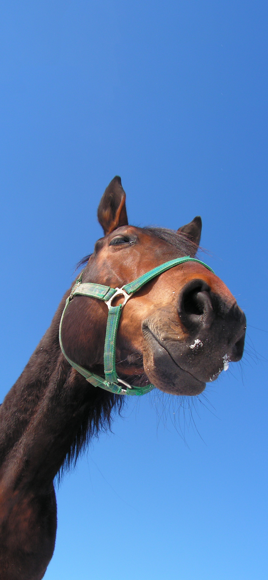 [2436×1125]马 驹 天空 特写 牲畜 苹果手机壁纸图片