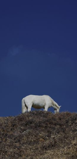 [2436x1125]马 驹 山 白马 觅食 苹果手机壁纸图片