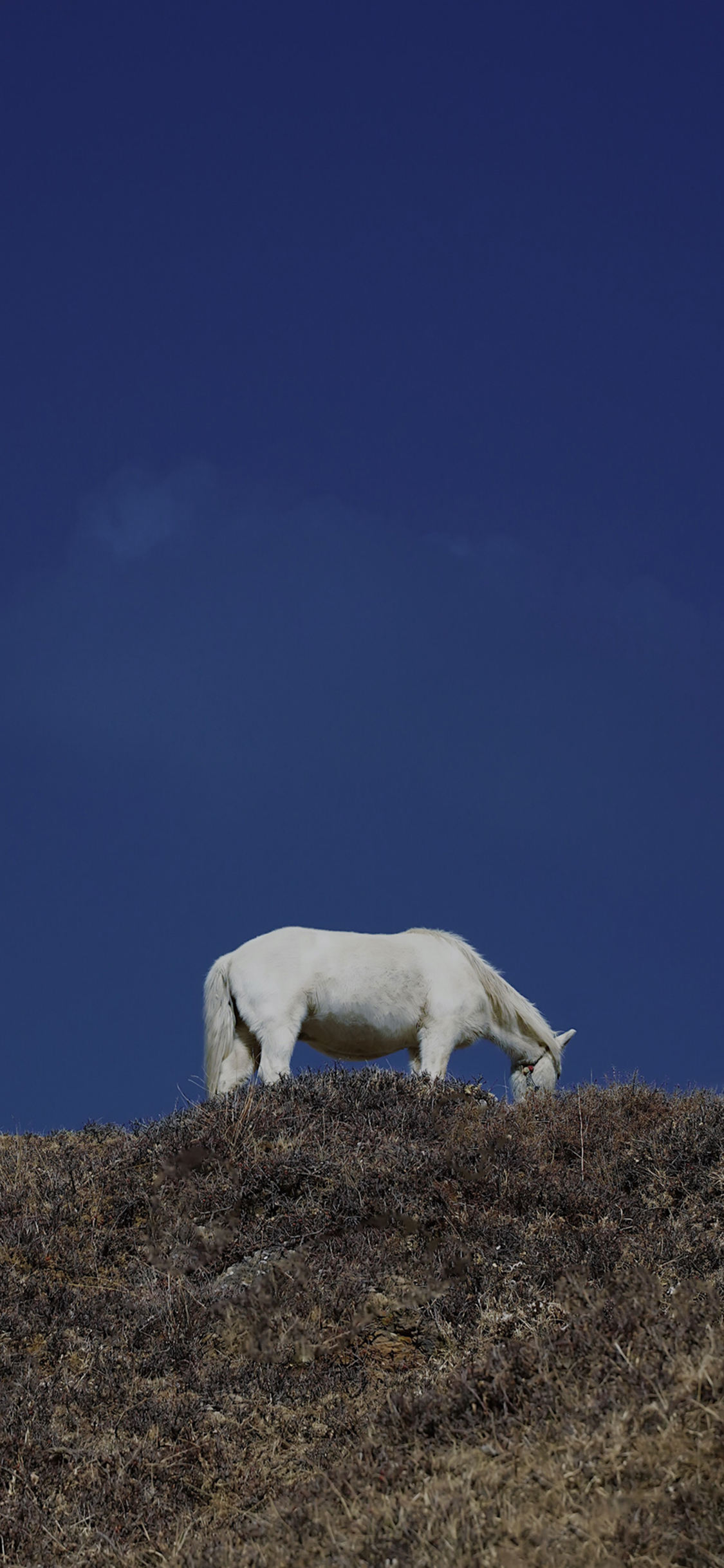 [2436×1125]马 驹 山 白马 觅食 苹果手机壁纸图片