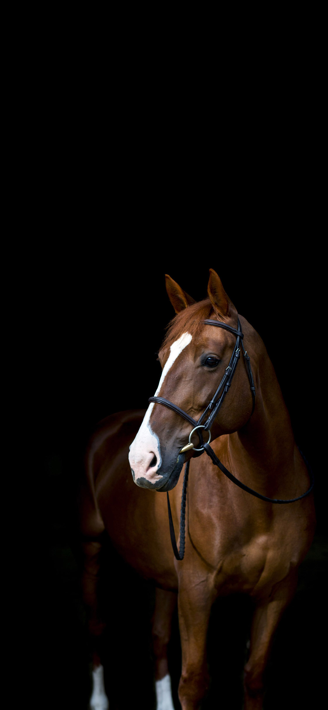 [2436×1125]马 驹 帅气 黑暗 苹果手机壁纸图片