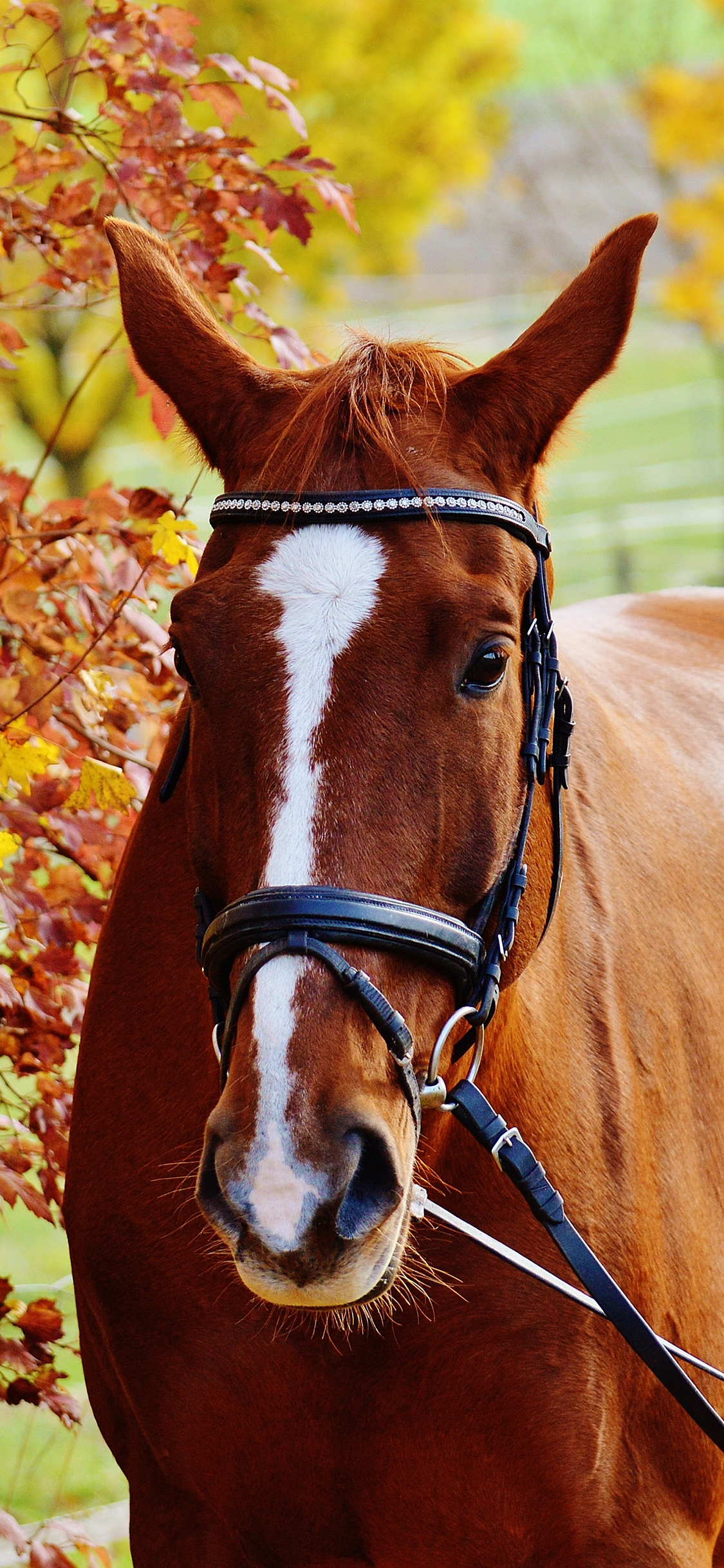 [2436×1125]马 驹 畜牧 草原 苹果手机壁纸图片
