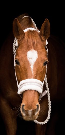 [2436x1125]马 驹 绳索 苹果手机壁纸图片