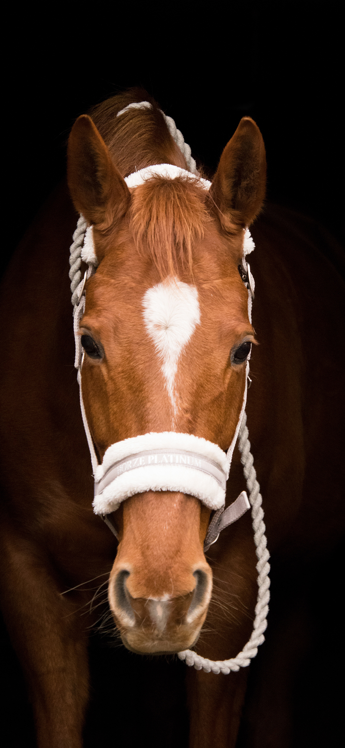 [2436×1125]马 驹 绳索 苹果手机壁纸图片