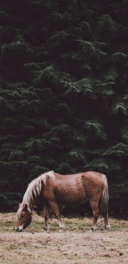 [2436x1125]马 驹 草原 畜牧 苹果手机壁纸图片