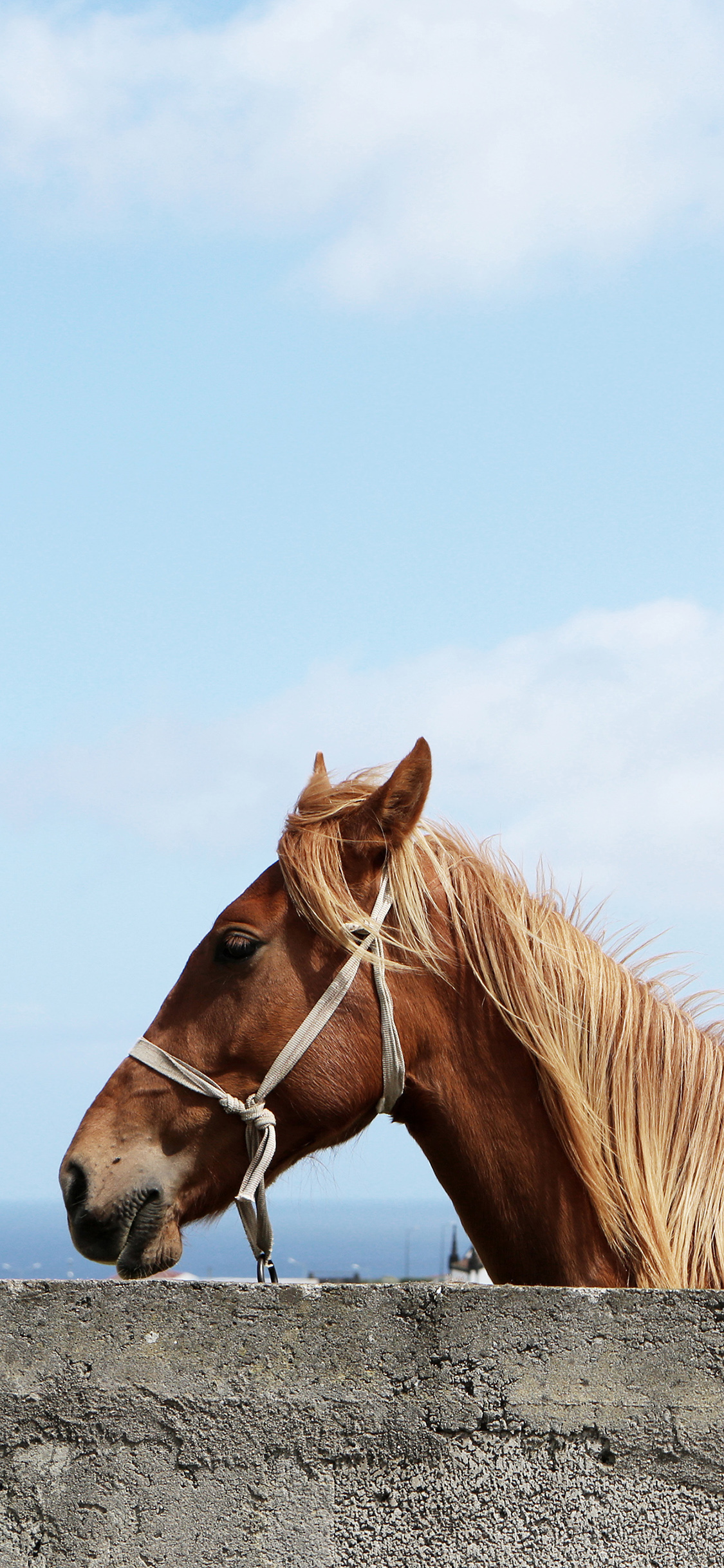 [2436×1125]马 驹 蓝天白云 马匹 苹果手机壁纸图片
