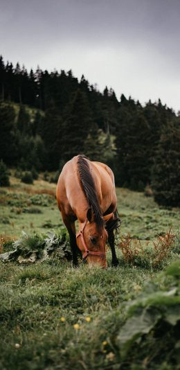 [2436x1125]马 驹 觅食 草坪 森林 畜牧 牲畜 苹果手机壁纸图片