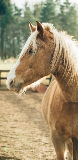 [2436x1125]马 驹 马场 草原 鬃毛 苹果手机壁纸图片