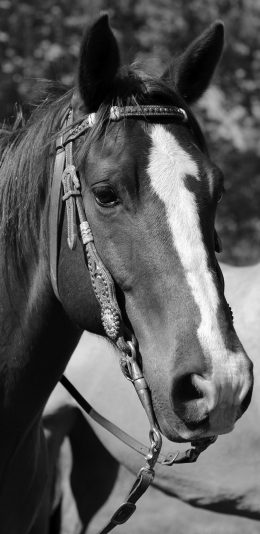 [2436x1125]马 黑白 驹 鬃毛 苹果手机壁纸图片