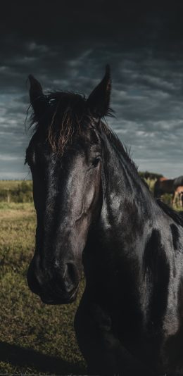 [2436x1125]马 黑马 草原 乌云 牲畜 苹果手机壁纸图片