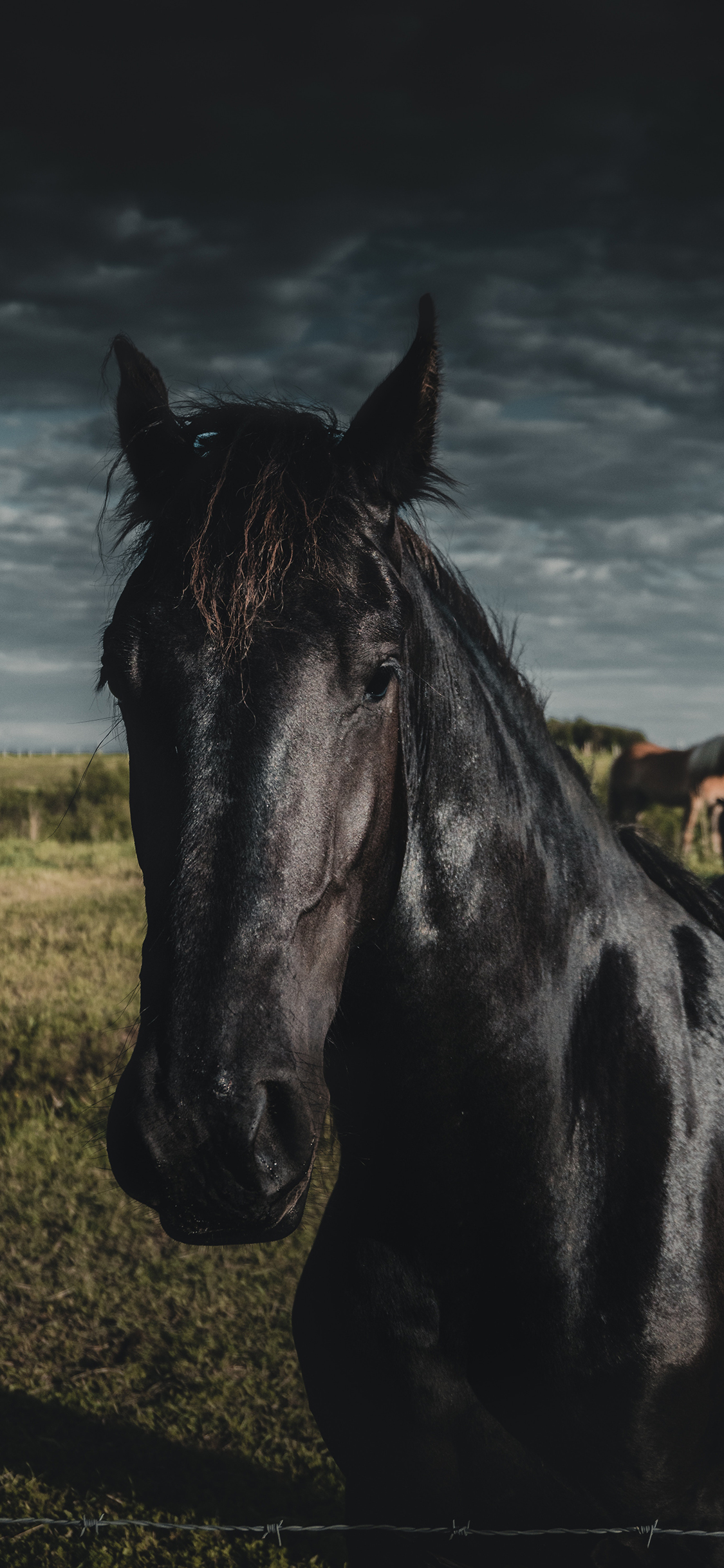 [2436×1125]马 黑马 草原 乌云 牲畜 苹果手机壁纸图片