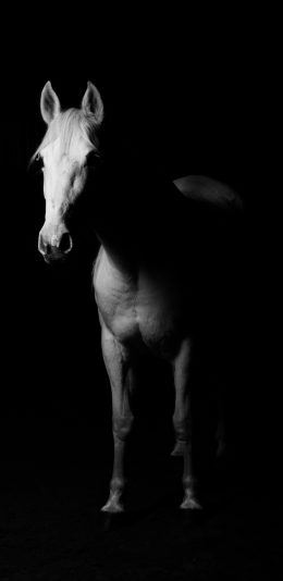[2436x1125]马匹 动物 拍摄 特写 苹果手机壁纸图片