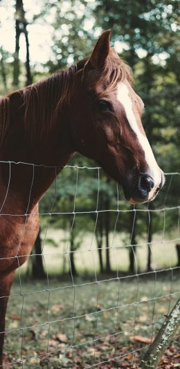 [2436x1125]马匹 动物 豢养 网 苹果手机壁纸图片