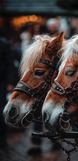 [2436x1125]马匹 头套 五金 马车 苹果手机壁纸图片