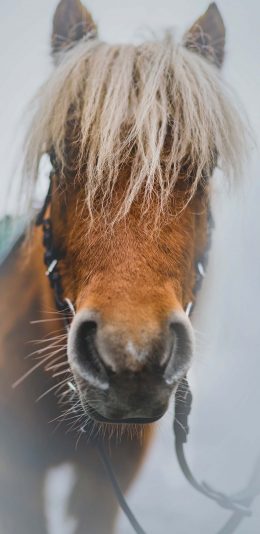 [2436x1125]马匹 棕马 刘海 奔跑 苹果手机壁纸图片