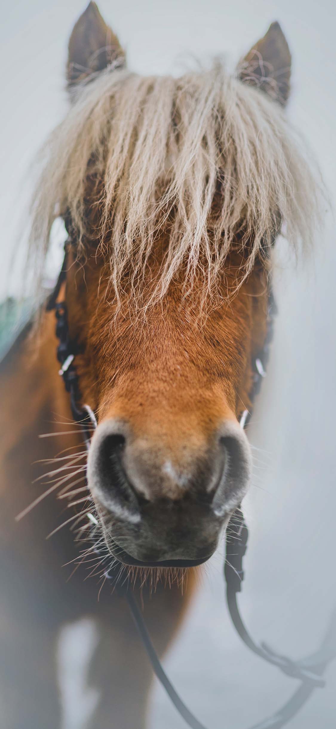 [2436×1125]马匹 棕马 刘海 奔跑 苹果手机壁纸图片