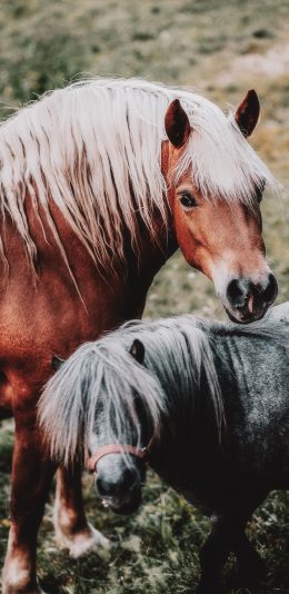 [2436x1125]马匹 棕马 奔跑 代步 苹果手机壁纸图片