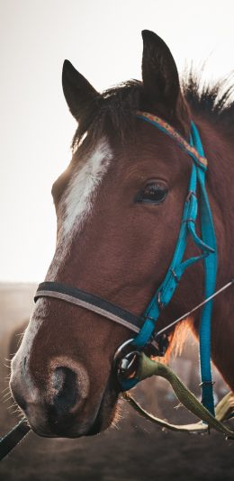 [2436x1125]马匹 棕马 绳索 饲养 苹果手机壁纸图片