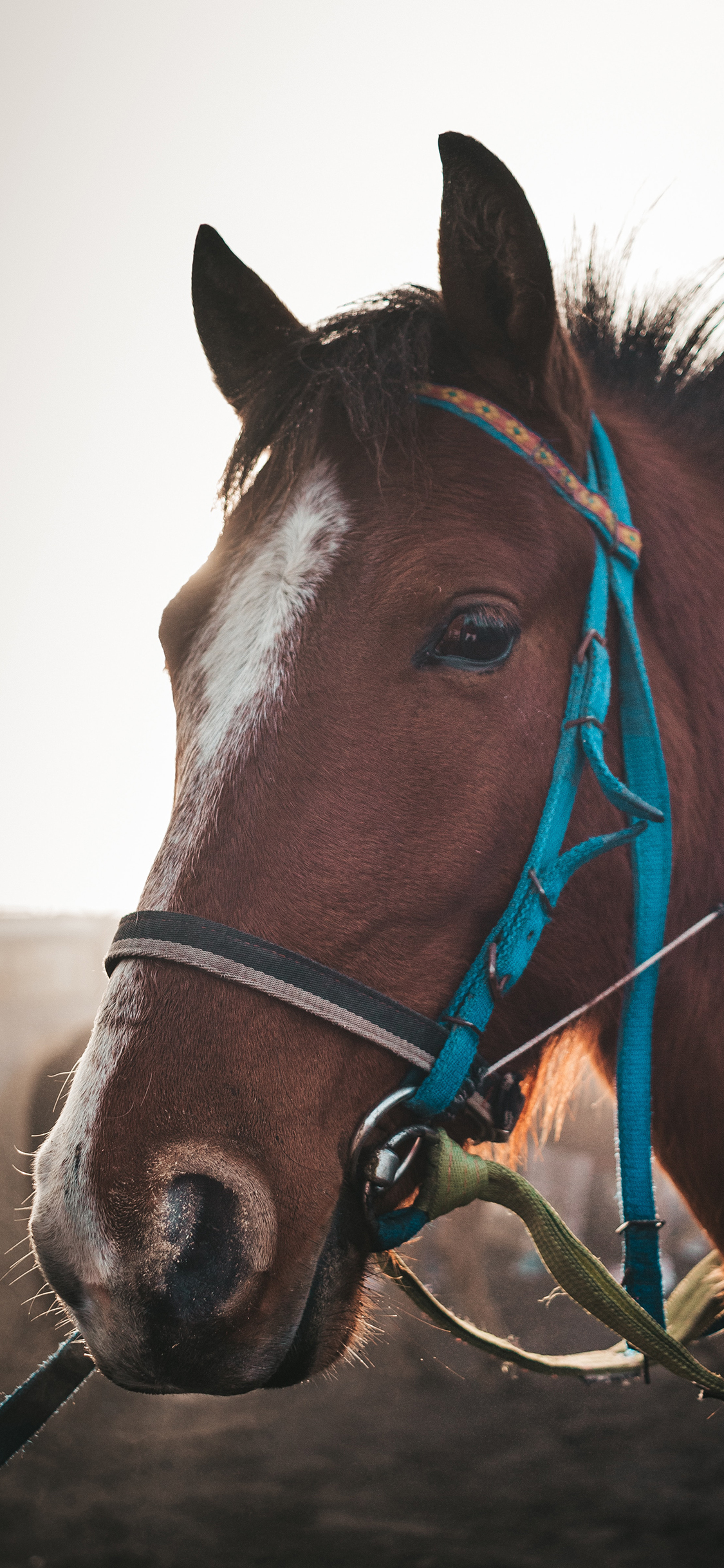 [2436×1125]马匹 棕马 绳索 饲养 苹果手机壁纸图片