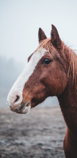 [2436x1125]马匹 牲畜 大眼 户外 苹果手机壁纸图片