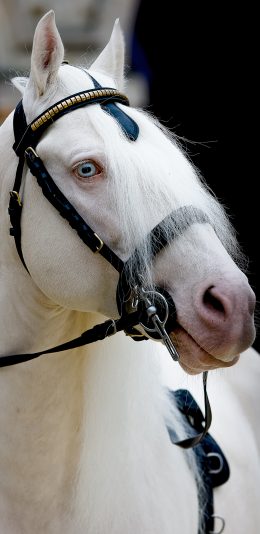 [2436x1125]马匹 牲畜 套头 饲养 苹果手机壁纸图片