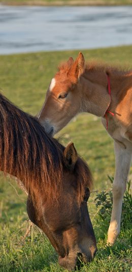 [2436x1125]马匹 牲畜 幼仔 马群 苹果手机壁纸图片
