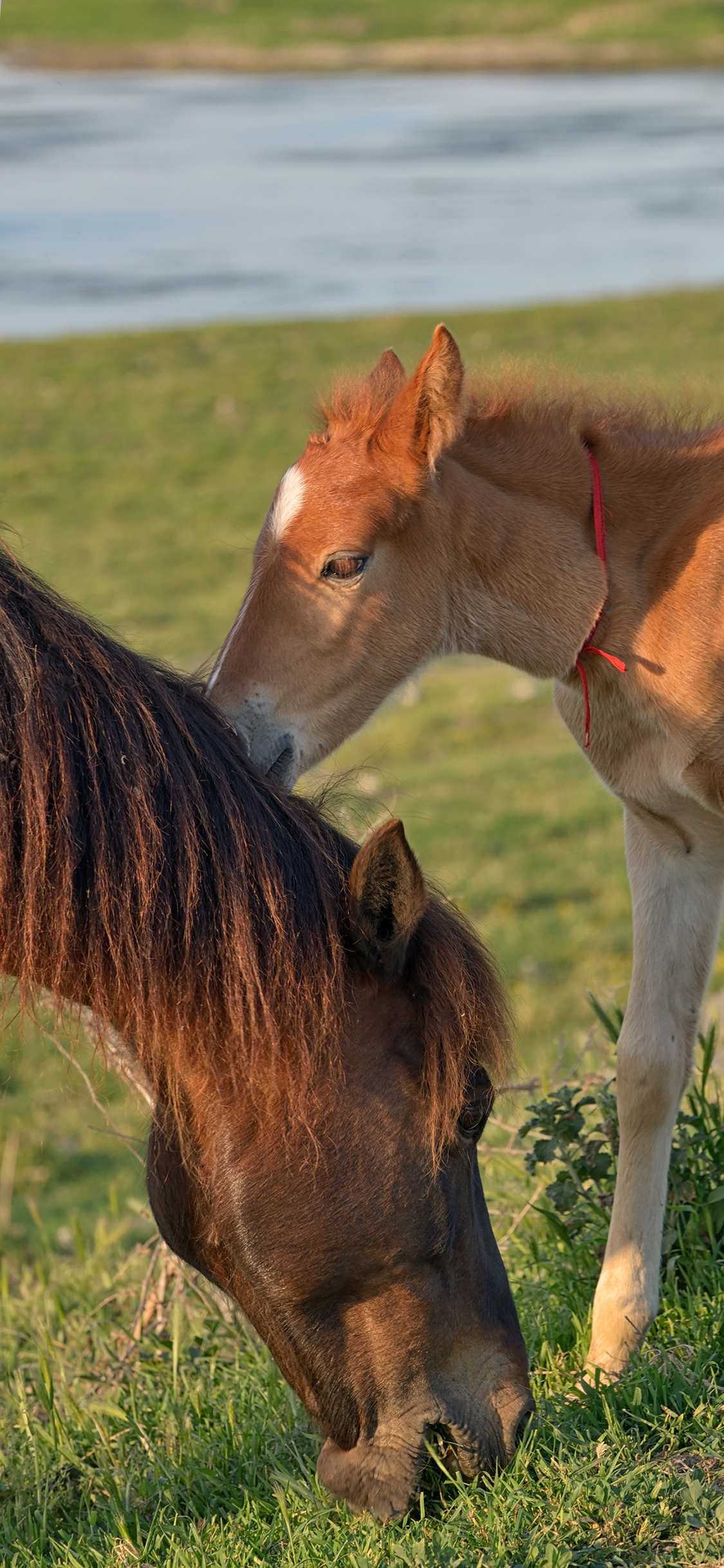 [2436×1125]马匹 牲畜 幼仔 马群 苹果手机壁纸图片