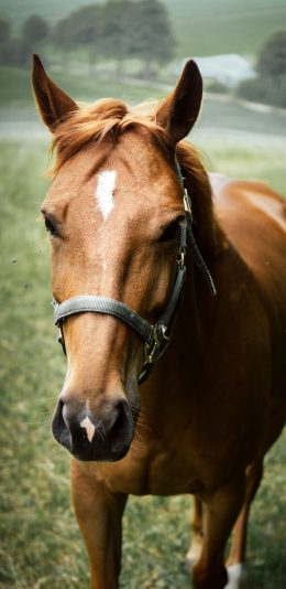 [2436x1125]马匹 牲畜 草原 缰绳 苹果手机壁纸图片