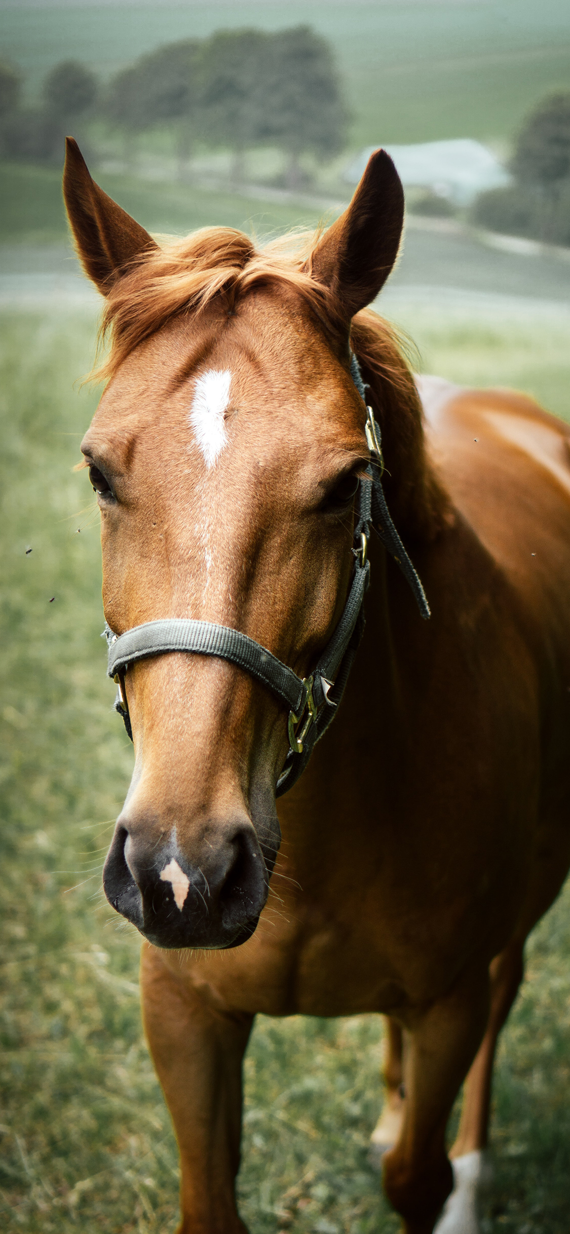 [2436×1125]马匹 牲畜 草原 缰绳 苹果手机壁纸图片