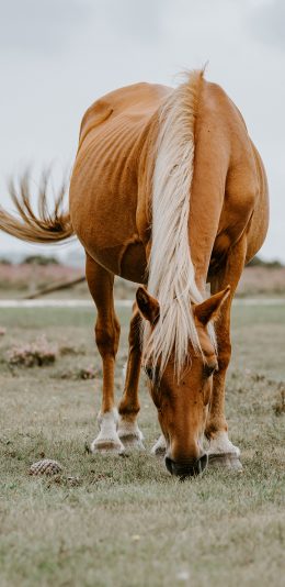 [2436x1125]马匹 牲畜 草地 户外 苹果手机壁纸图片