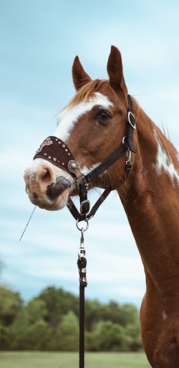 [2436x1125]马匹 牲畜 饲养 缰绳 苹果手机壁纸图片