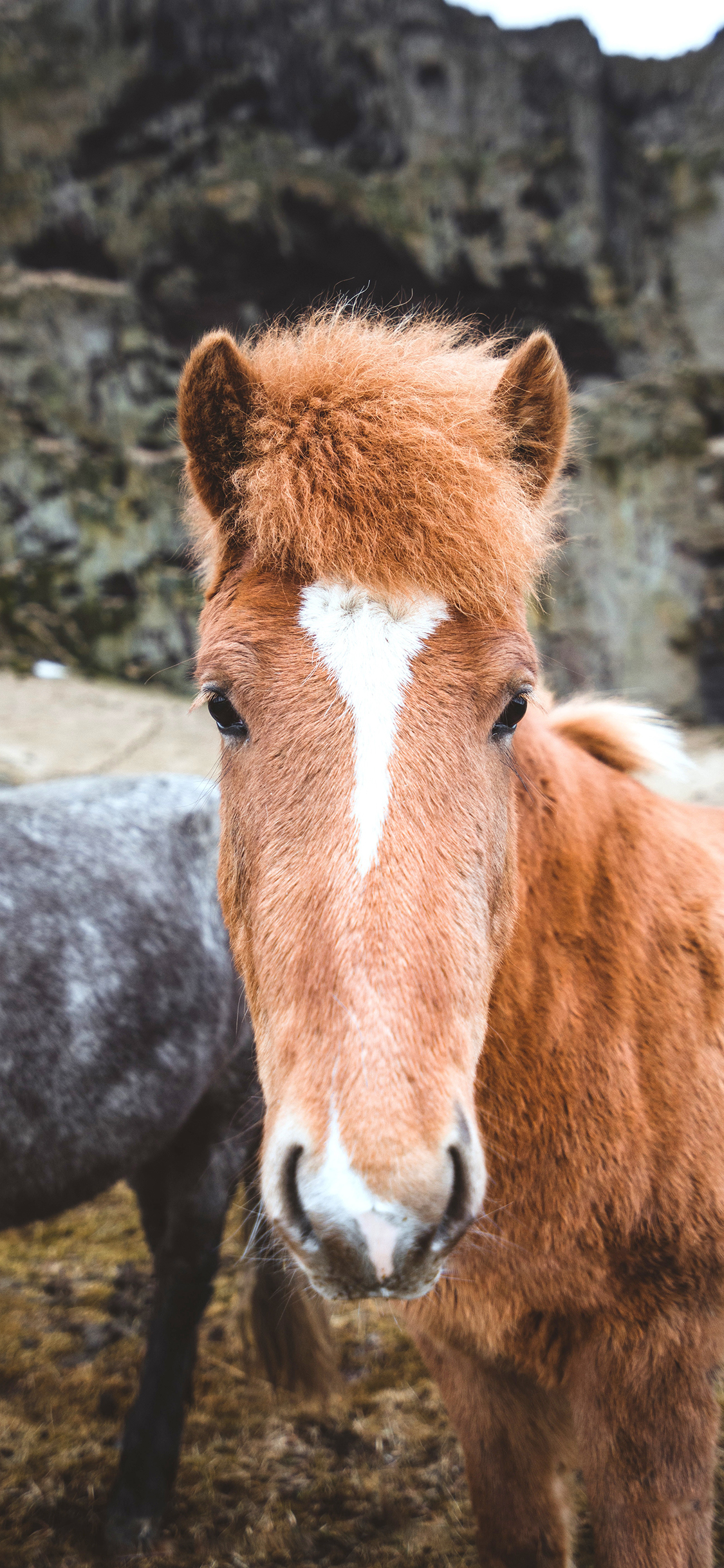 [2436×1125]马匹 牲畜 马脸 户外 苹果手机壁纸图片