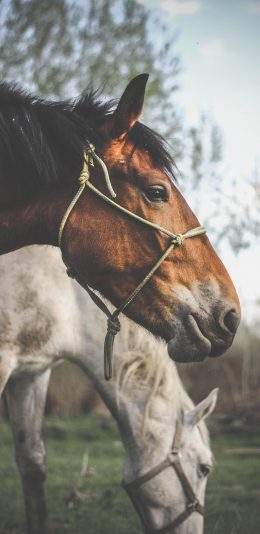 [2436x1125]马匹 畜牧 绳子 驹 苹果手机壁纸图片