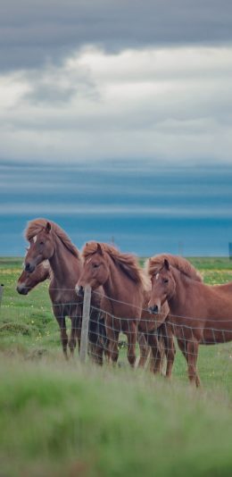 [2436x1125]马匹 畜牧 草原 牲畜 驹 苹果手机壁纸图片