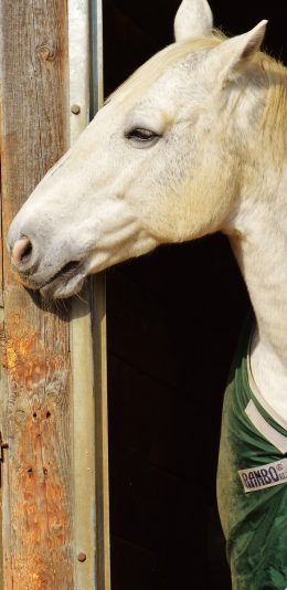 [2436x1125]马匹 白色  擅长奔跑 苹果手机壁纸图片