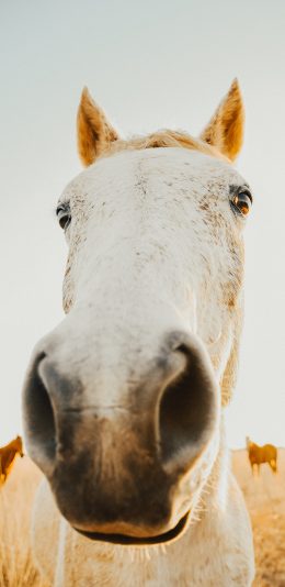 [2436x1125]马匹 白马 畜牧 牲畜 苹果手机壁纸图片