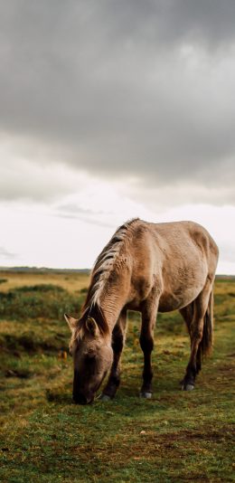 [2436x1125]马匹 草原 草地 啃食 苹果手机壁纸图片