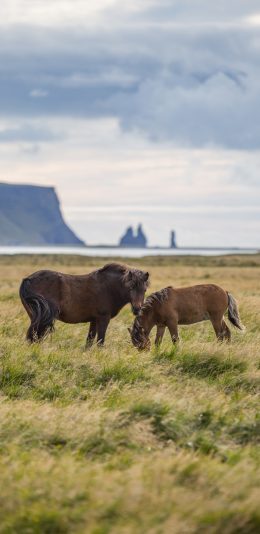 [2436x1125]马匹 草地 云海 牲畜 苹果手机壁纸图片