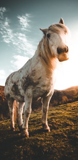 [2436x1125]马匹 草地 天空 脏脏的马 苹果手机壁纸图片