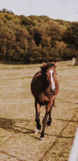 [2436x1125]马匹 草地 奔跑 饲养 苹果手机壁纸图片