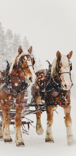 [2436x1125]马匹 雪地 下雪 马车 苹果手机壁纸图片