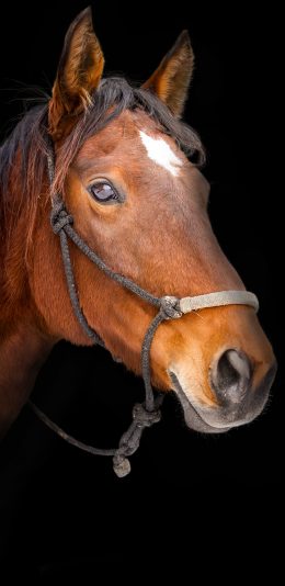 [2436x1125]马匹 马头 牲畜 骑行 苹果手机壁纸图片