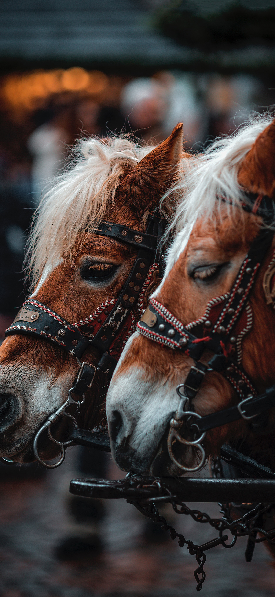 [2436×1125]马匹 驹 鬃毛 畜牧 牲畜 绳索 苹果手机壁纸图片