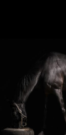 [2436x1125]马匹 黑马 健硕 进食 苹果手机壁纸图片