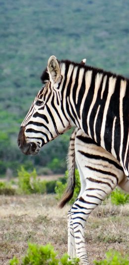 [2436x1125]马科 斑马 牲畜 野外 苹果手机壁纸图片