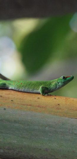[2436x1125]马达加斯加金粉守宫 壁虎科 爬行 苹果手机壁纸图片