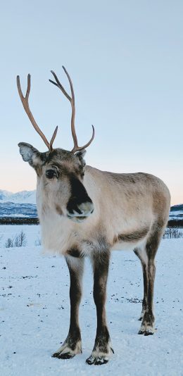 [2436x1125]驯鹿 雪地 冬季 牲畜 苹果手机壁纸图片