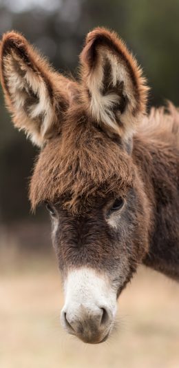 [2436x1125]驴 头部  耳朵 皮毛 苹果手机壁纸图片
